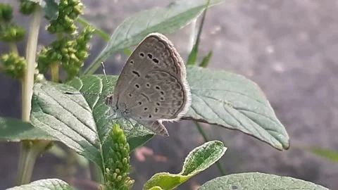 Butterflies Stock Footage 171946934