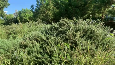 Butterflies Stock Footage 219407500