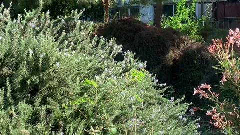 Butterflies Stock Footage 219407754