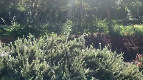 Butterflies Stock Footage 219414188