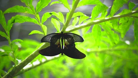 Butterflies Stock Footage 221846676