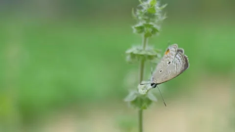 Butterflies Stock Footage 252117393