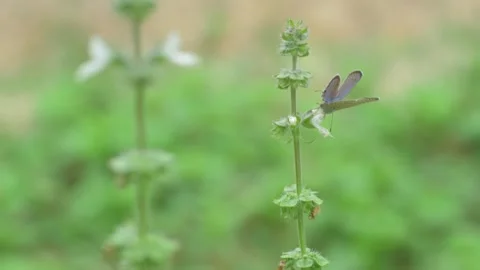 Butterflies Stock Footage 252117695