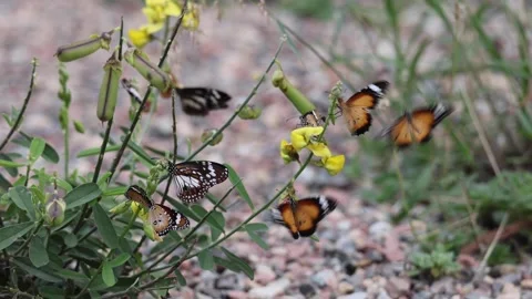 Butterflies Stock Footage 280737504