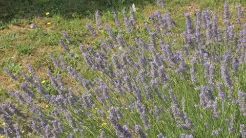 Butterflies. Stock Footage 325024502