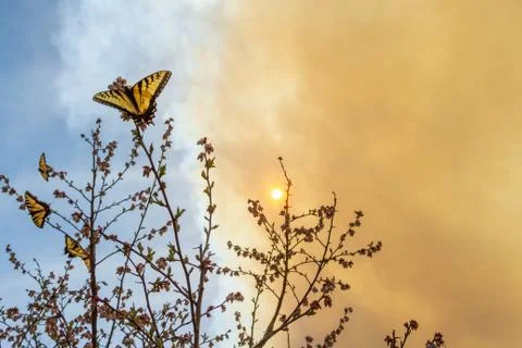 Butterflies in a Forest Fire Foto stock