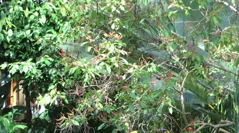 Butterflies in Garden 2 Video stock 53285174