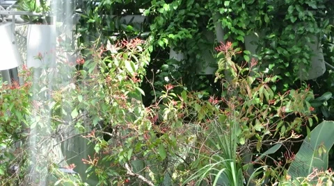 Butterflies in Garden Video stock 53285140