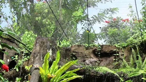 Butterflies in a garden Stock Footage 72469869