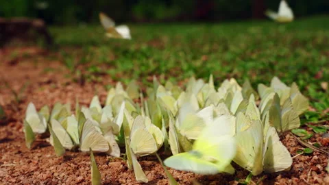 Butterflies gather on forest floor, flutter wings. Insects feed on minerals Video stock 274433173