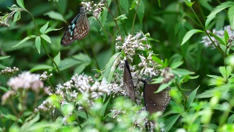 Butterflies gather nectar for winter Stock Footage 163363539