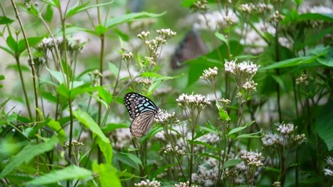 Butterflies gather nectar for winter Stock Footage 163363552