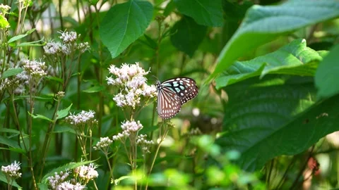Butterflies gather nectar for winter Stock Footage 163363557