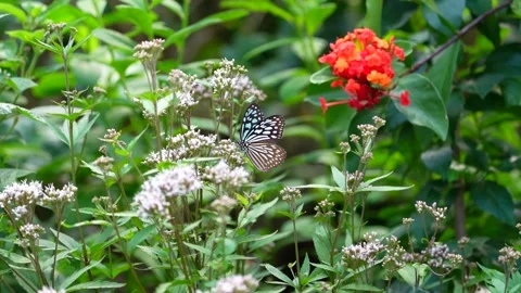 Butterflies gather nectar for winter Stock Footage 163364324