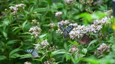 Butterflies gather nectar for winter Stock Footage 163366769