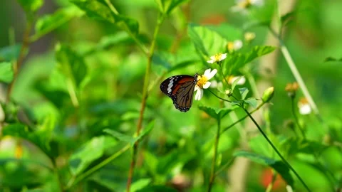Butterflies gather nectar for winter Stock Footage 163402529