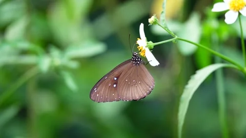 Butterflies gather nectar for winter Stock Footage 163402964