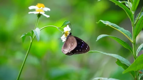 Butterflies gather nectar for winter Stock Footage 163403183