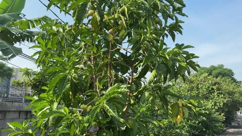 Butterflies gathered on one tree Stock Footage 311354130