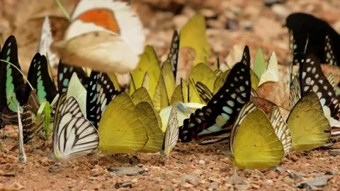 Butterflies Gathering on Ground. Stock Footage 307264287