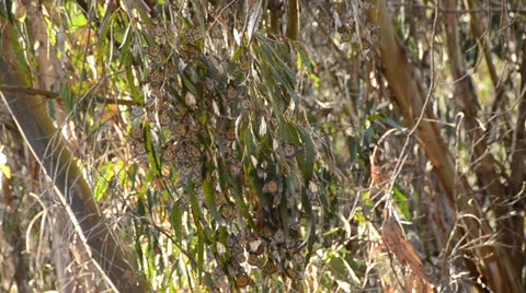 Butterflies Goleta Stock Footage 32507918