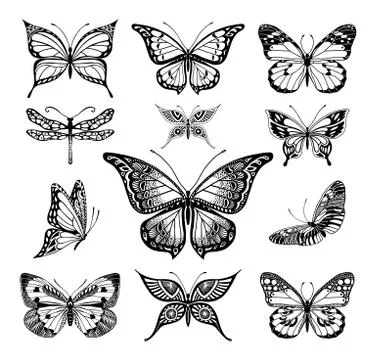 Butterflies graphic illustration Stock Illustration