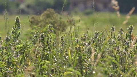 Butterflies on the grass Stock Footage 91939933