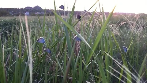 Butterflies in the grass. Video stock 104797931