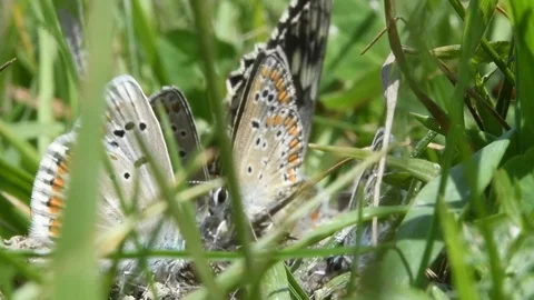 Butterflies in a grass Stock Footage 126701694