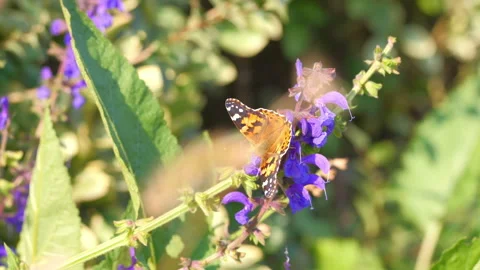 Butterflies in the grass 動画素材 255709544