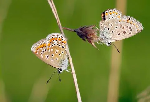 Butterflies on the grass Stock Photos