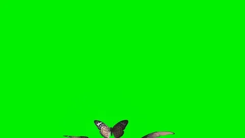 Butterflies on green background Stock Footage 84486309