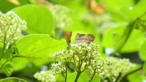 Butterflies on green background Stock Footage 143814181