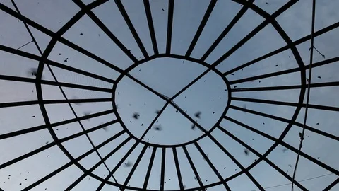 Butterflies in the greenhouse Stock Footage 71732575