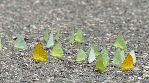 Butterflies on ground Stock Footage 54599316