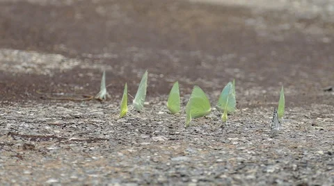 Butterflies on ground Stock Footage 54600773