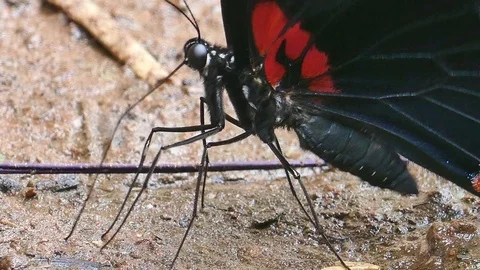 Butterflies on the ground Stock Footage 81498569