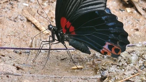 Butterflies on the ground Stock Footage 81499461