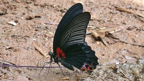 Butterflies on the ground Stock Footage 81499638