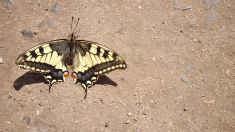 Butterflies on ground in nature Stock Footage 194531727