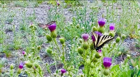 Butterflies from heaven 库存影片 246722285