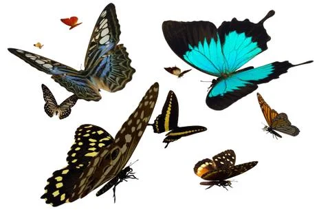 Butterflies Stock-Illustration