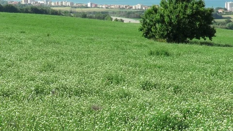 Butterflies Landscape Stock Footage 95131817