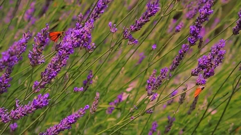 Butterflies on the lavender flowers in Provence Stock Footage