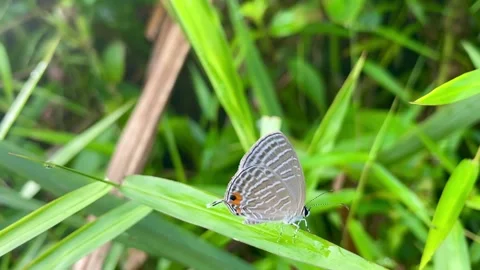 Butterflies on a leaf Stock Footage 233549787