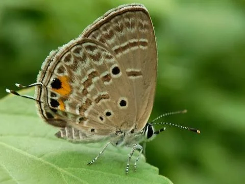 Butterflies on leaf Fotos Stock
