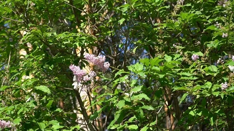 Butterflies on lilac 库存影片 111224437