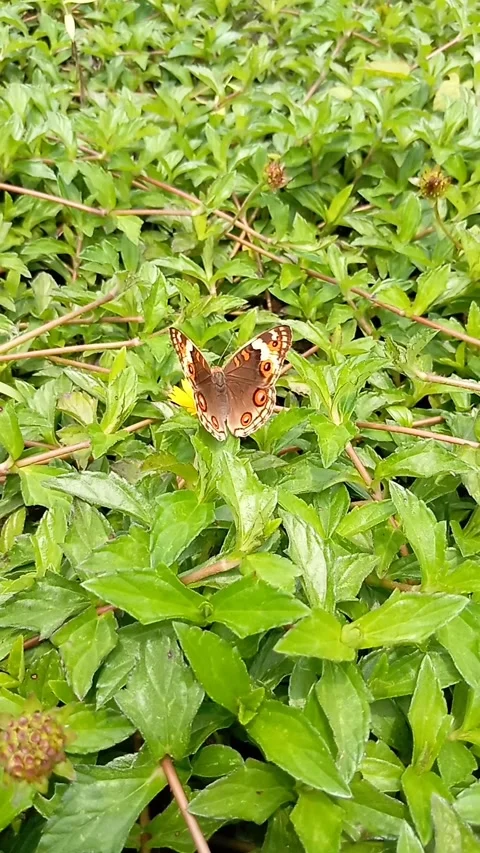 Butterflies look for nectar on flowers Stock Footage 221214722