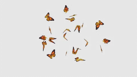 Butterflies Loop Video stock 238903069