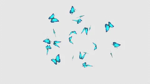 Butterflies Looped Stock Footage 238903175